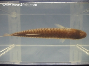 Foto Galerie/Characiformes/Characidae/Chalceus macrolepidotus/Chalceus macrolepidotus_05_S.jpg